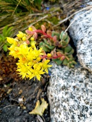 Sedum spathulifolium