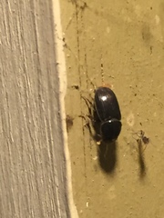 Pseudagolius coloradensis