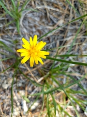 Microseris nutans