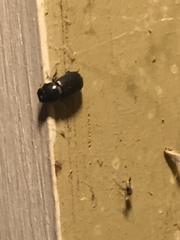 Pseudagolius coloradensis