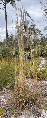 Andropogon tracyi observed 2024-10-27