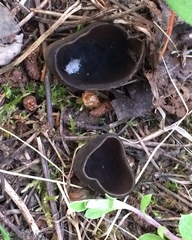 Urnula