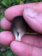 Urnula