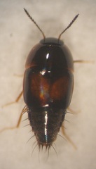 Tachyporinae