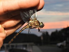 Neurocordulia yamaskanensis