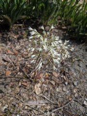 Allium campanulatum
