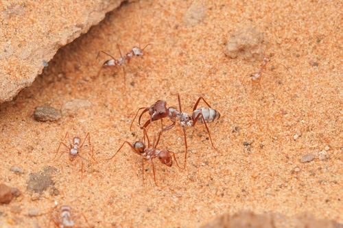 Saharan Silver Ant