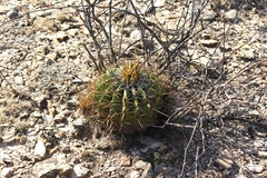 Ferocactus echidne