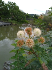 Cephalanthus tetrandra