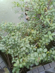 Cephalanthus tetrandra