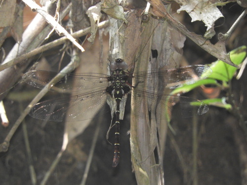 Amphiaeschna ampla