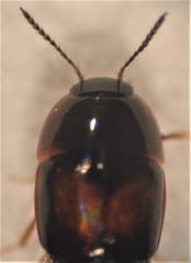 Tachyporinae