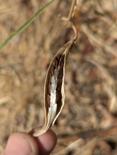 iNaturalist observation photo of narrowleaf milkweed