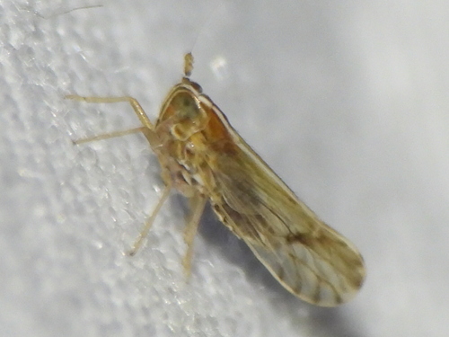 Tagosodes wallacei observed 2024-10-26