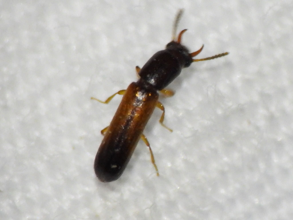 Iccius cylindricus