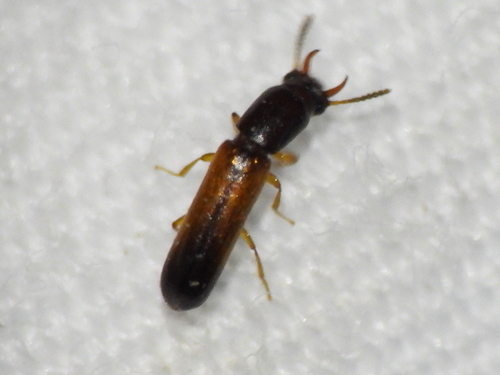 Iccius cylindricus