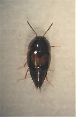 Tachyporinae
