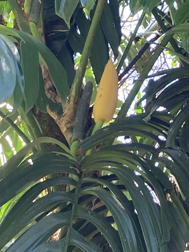 Rhaphidophora decursiva