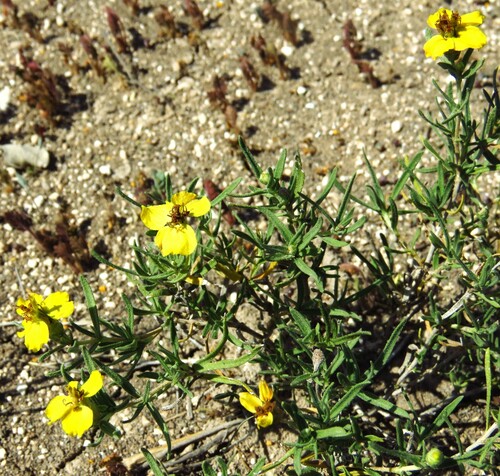 Image of Zinnia grandiflora by (c) Annika Lindqvist, some rights reserved (CC BY)