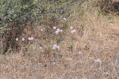 Erigeron filifolius