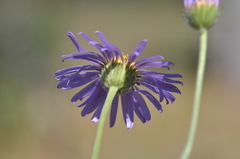 Erigeron filifolius