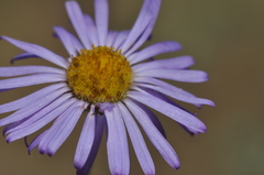 Erigeron filifolius