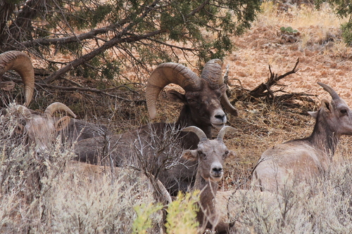 Bighorn Sheep photographed in Colorado