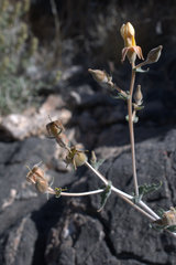Mentzelia oreophila