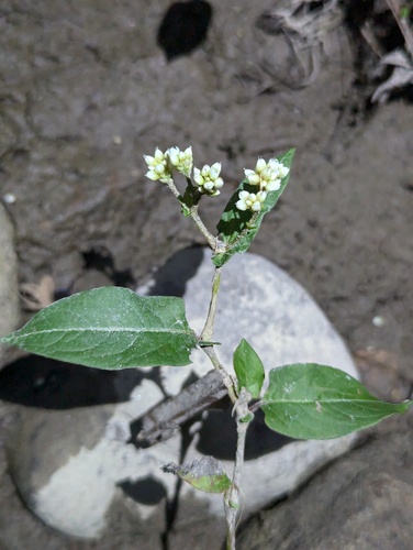 China knotweed