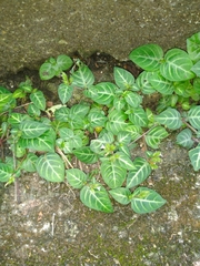 Lepidagathis inaequalis