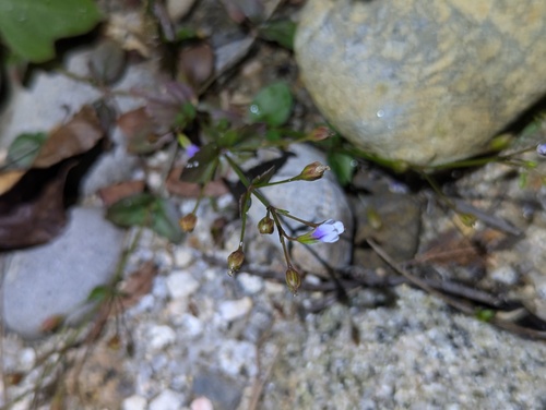Brittle False Pimpernel