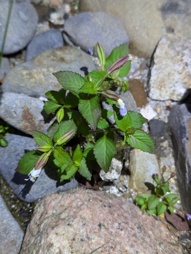 Torenia violacea