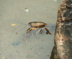 Cambarus robustus