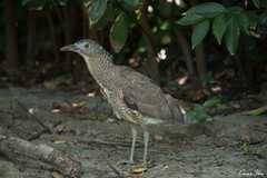 Gorsachius melanolophus