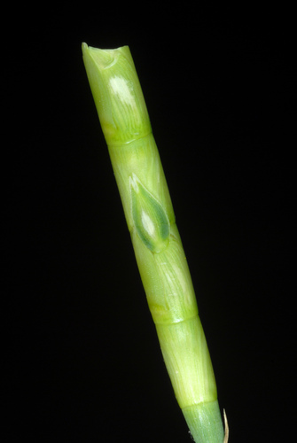 Itchgrass