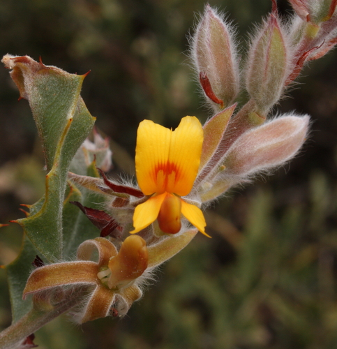 Jacksonia floribunda Endl.