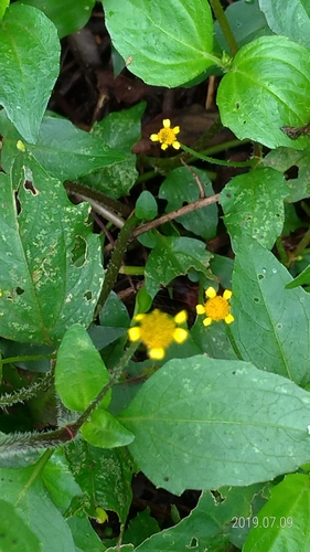 Acmella ciliata iNat (3)