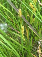 Carex granularis