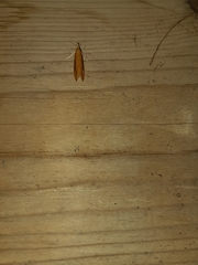 Donacaula melinellus