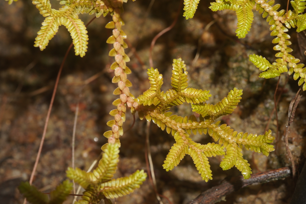 Selaginella subg. Heterostachys