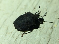 Amaurochrous cinctipes