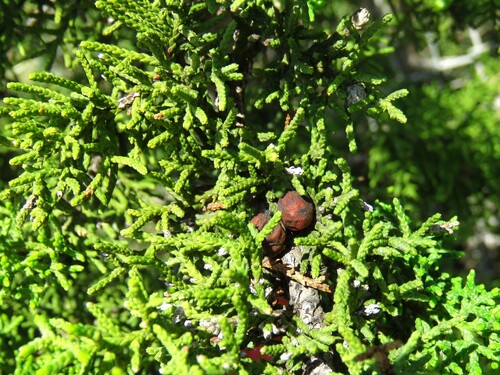 Image of Juniperus pinchotii by (c) Annika Lindqvist, some rights reserved (CC BY)