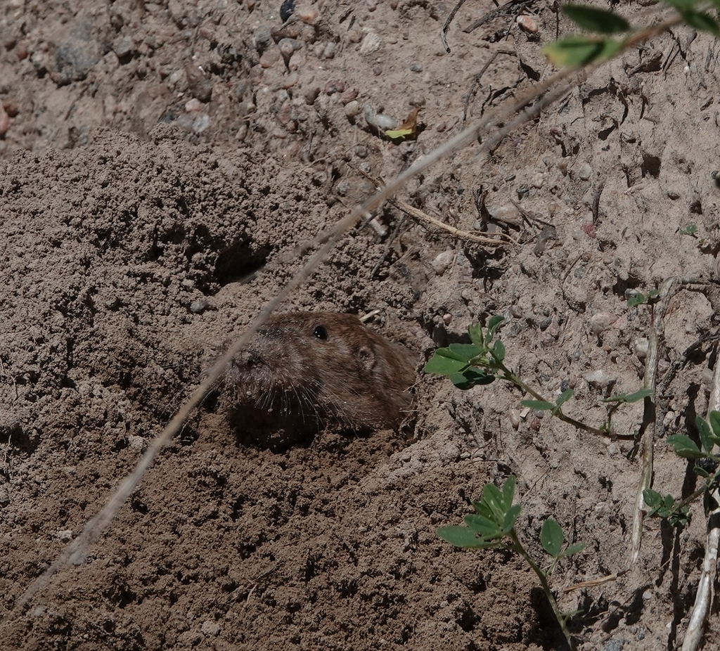 Pale Pocket Gopher