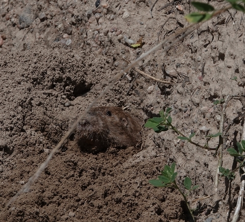 Pale Pocket Gopher