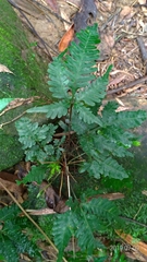 Pteris grevilleana