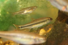 Nocomis leptocephalus