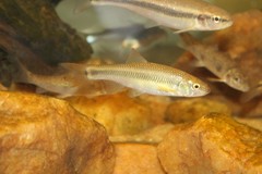 Nocomis leptocephalus