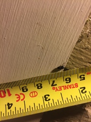 Pseudagolius coloradensis