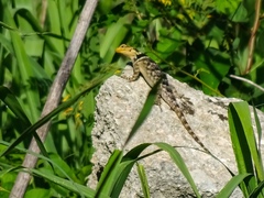 Sceloporus serrifer