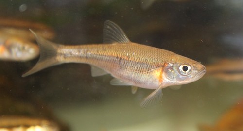 Rosyside Dace